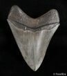 Inch Serrated Georgia Megalodon Tooth #2997-1